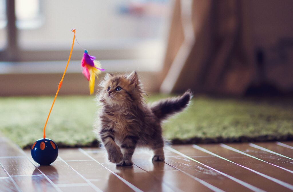 kitten playing with feather toy 146242247 59e4b685054ad90011888c3c Life Haber Ajansı