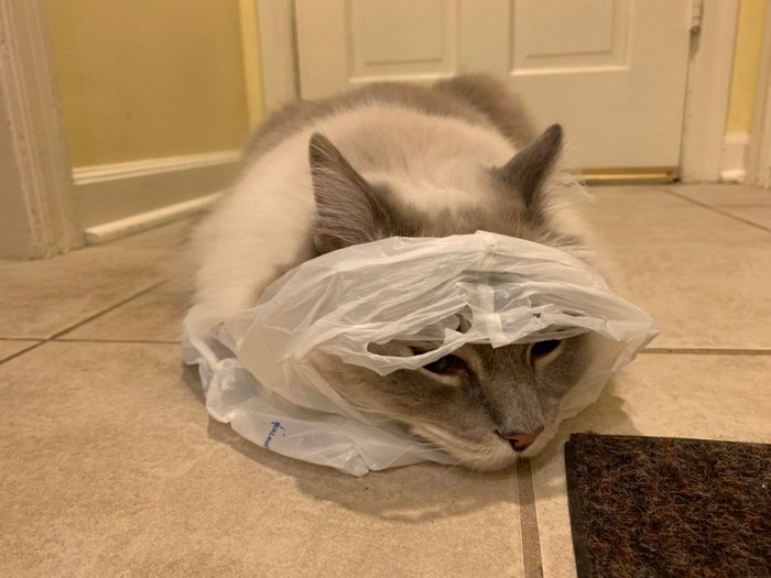 why do cats like laying on plastic bags Blue Lynx Mitted Ragdoll Cat Trigg of Floppycats IMG 9673 scaled 1 1024x768 1 Life Haber Ajansı