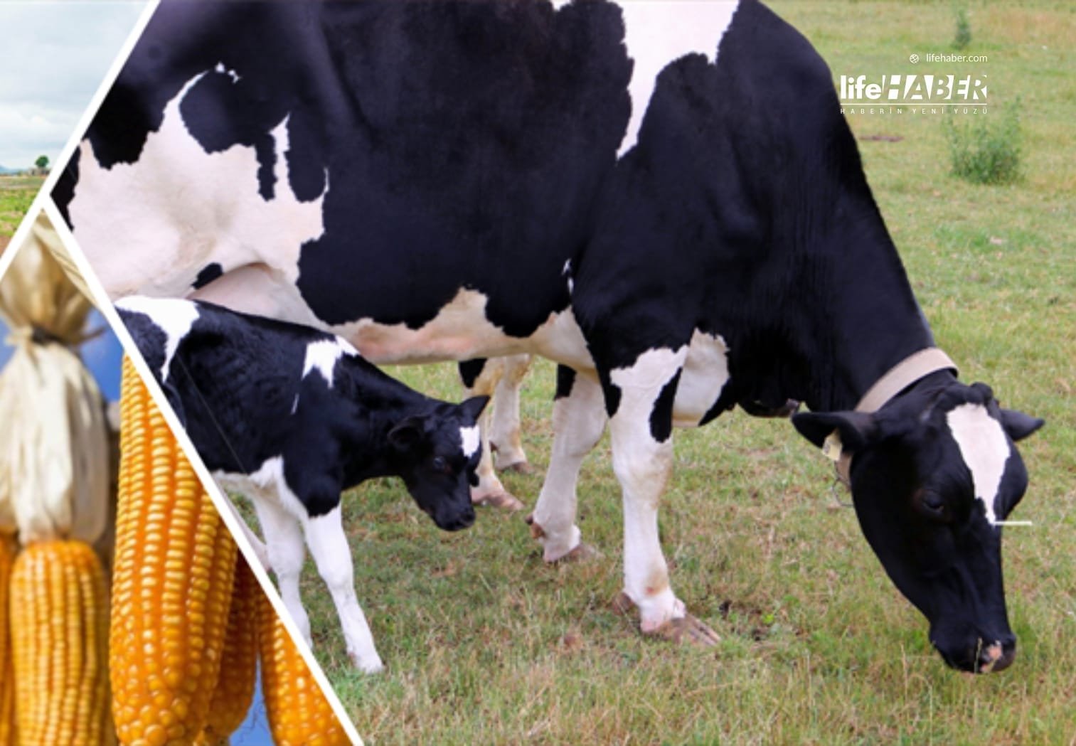 1 Milyar 653 Milyon 871 Bin Liralık Destekleme Ödemesi Bugün Hesaplara Aktarıldı