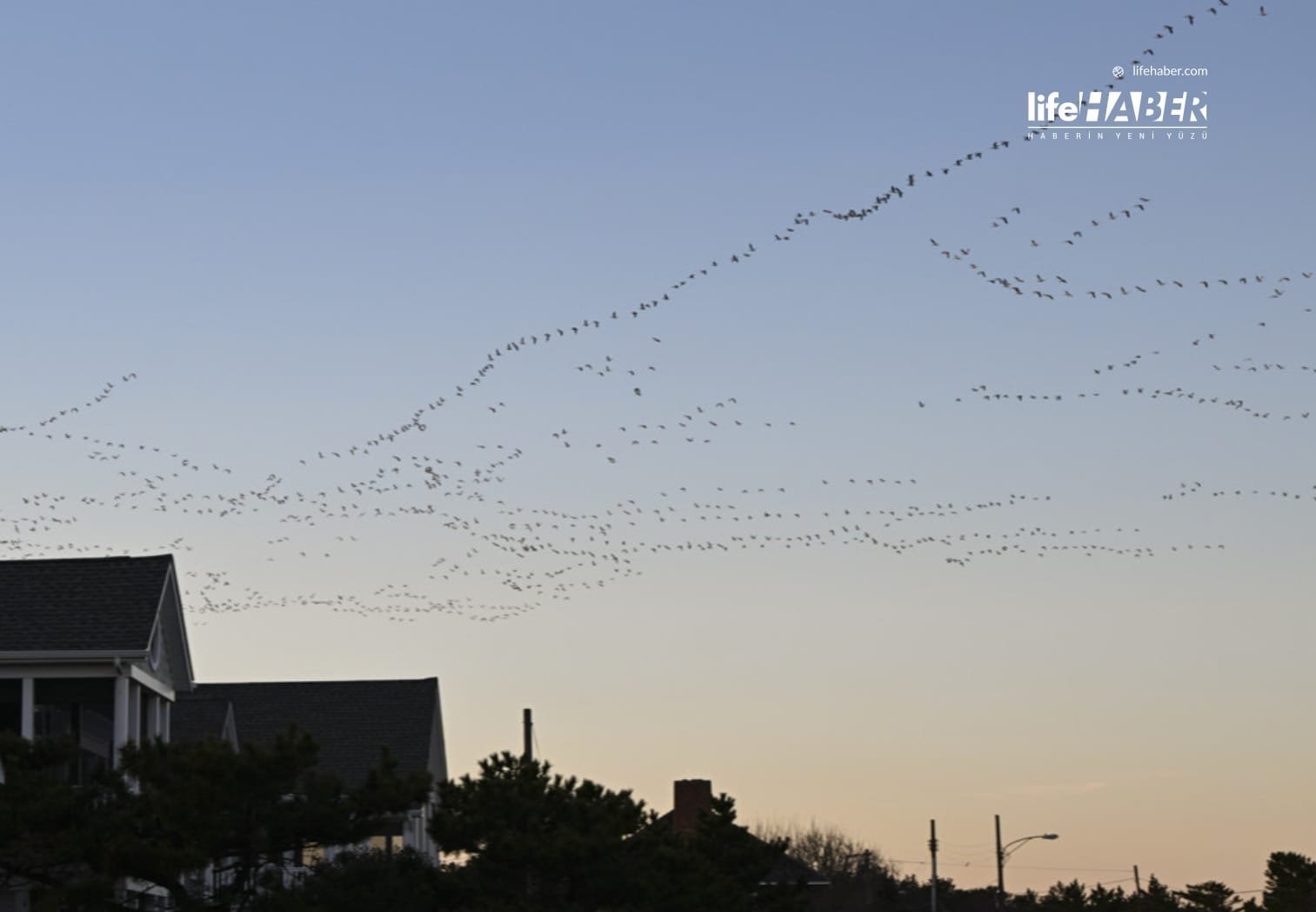 Ölü Kuşlar İnsansız Hava Aracına Dönüştürülüyor