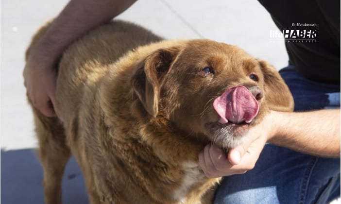 Dünyanın En Yaşlı Köpeği ‘Bobi’