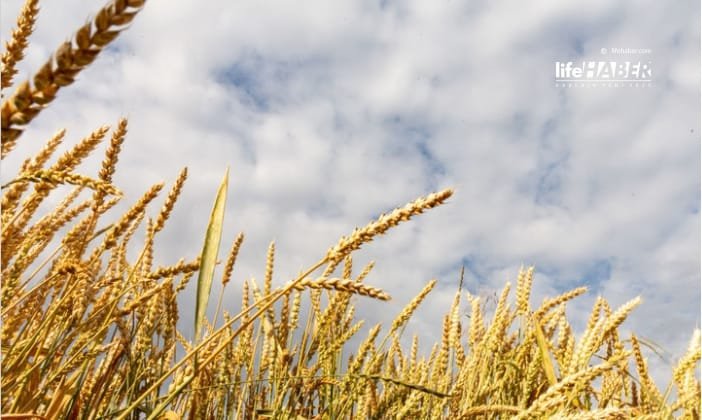 IMF, Tahıl Fiyatlarındaki Keskin Artış Konusunda Uyardı