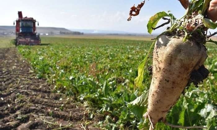Şeker Pancarı Fiyatı Açıklandı