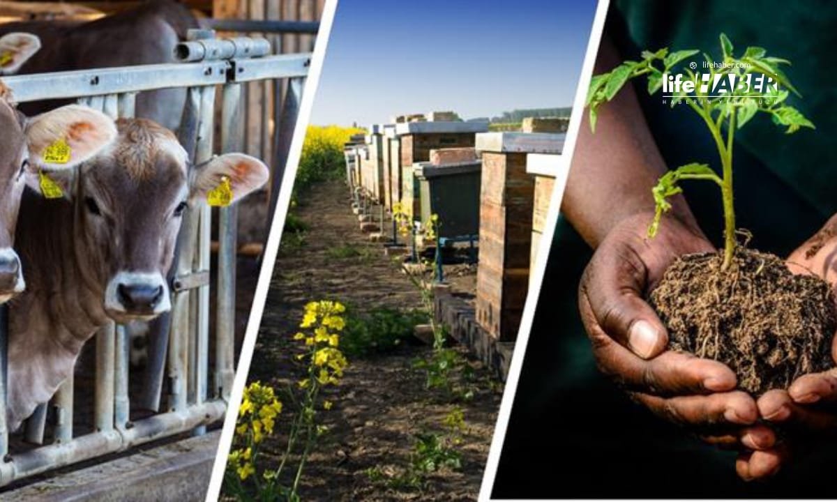 Çiftçilere 72 Milyon TL Destek Ödemesi!