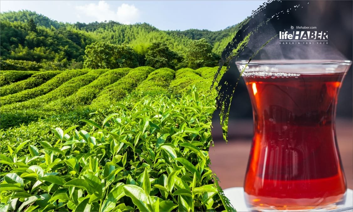 Yaş Çay Alım Fiyatı Güncellendi