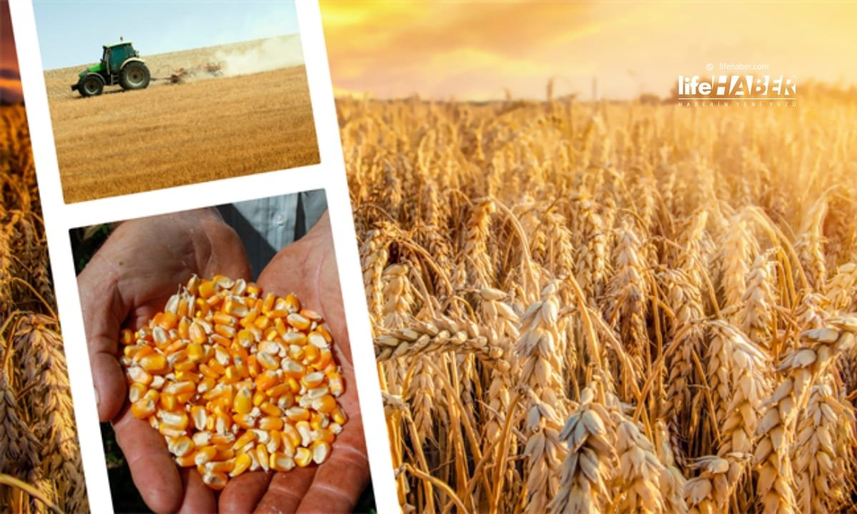 Çiftçilere 87 Milyon 484 Bin TL Destek Ödemesi!