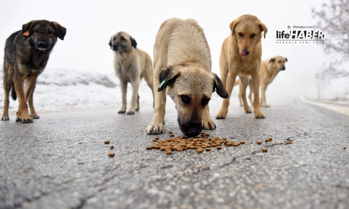 Sokak Köpekleri ile Türk İnsanın İmtihanı!