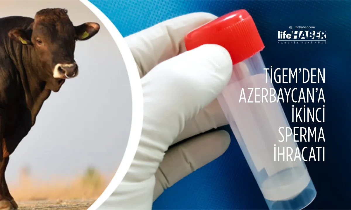 Boğalar Komşuya Gidiyor: Türkiye’den Azerbaycan’a 9 Bin Doz Sperma İhracatı!