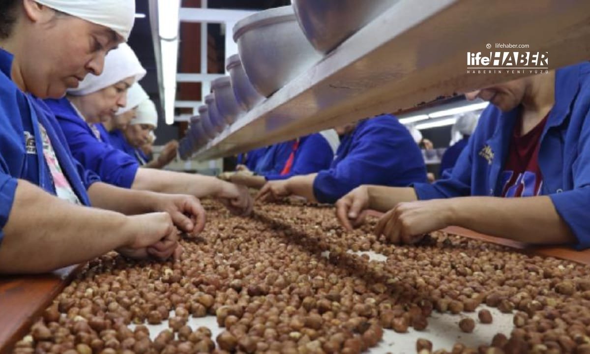 TMO, 2024 Fındık Alımlarına Ordu’da Başladı