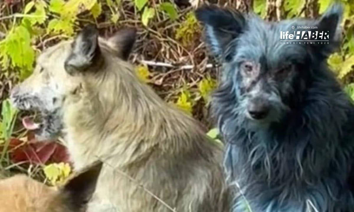 Çernobil Köpeklerinde Mavi Tüyler: Bilim İnsanları Nedenini Araştırıyor