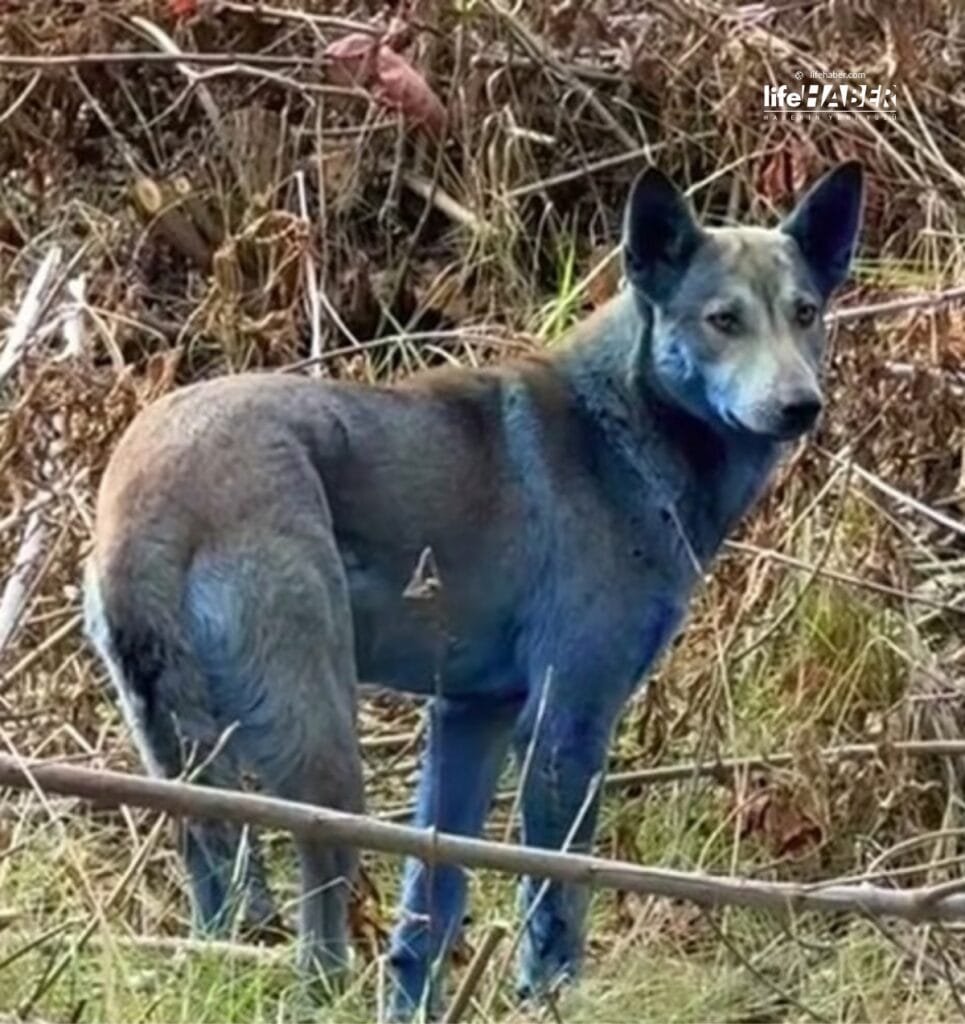 Çernobil Köpeklerinde Mavi Tüyler: Bilim İnsanları Nedenini Araştırıyor 1 cernobil2 Life Haber Ajansı