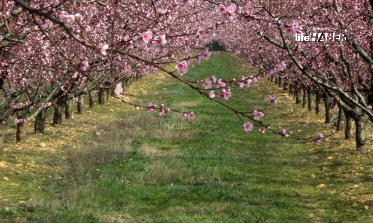 Zirai Dondan Etkilenen Üreticilere 707 Milyon Liralık Destek