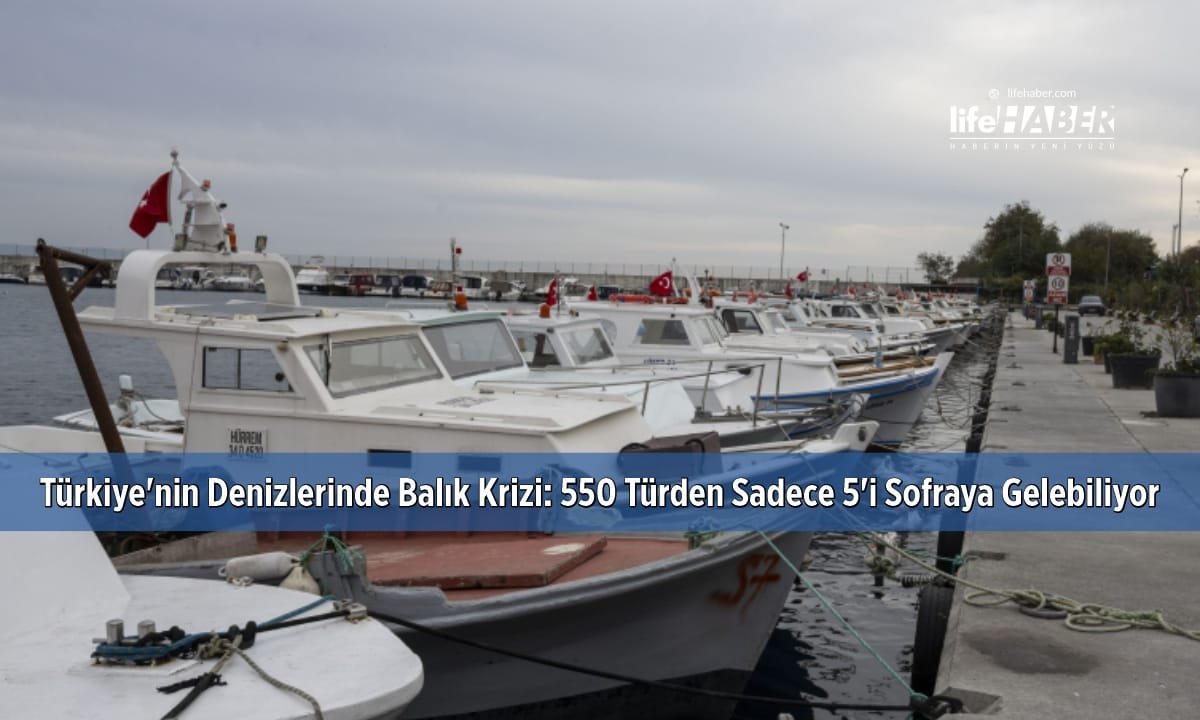 Türkiye’nin Denizlerinde Balık Türleri Alarm Veriyor: “Sadece 5 Çeşit Tüketebiliyoruz”