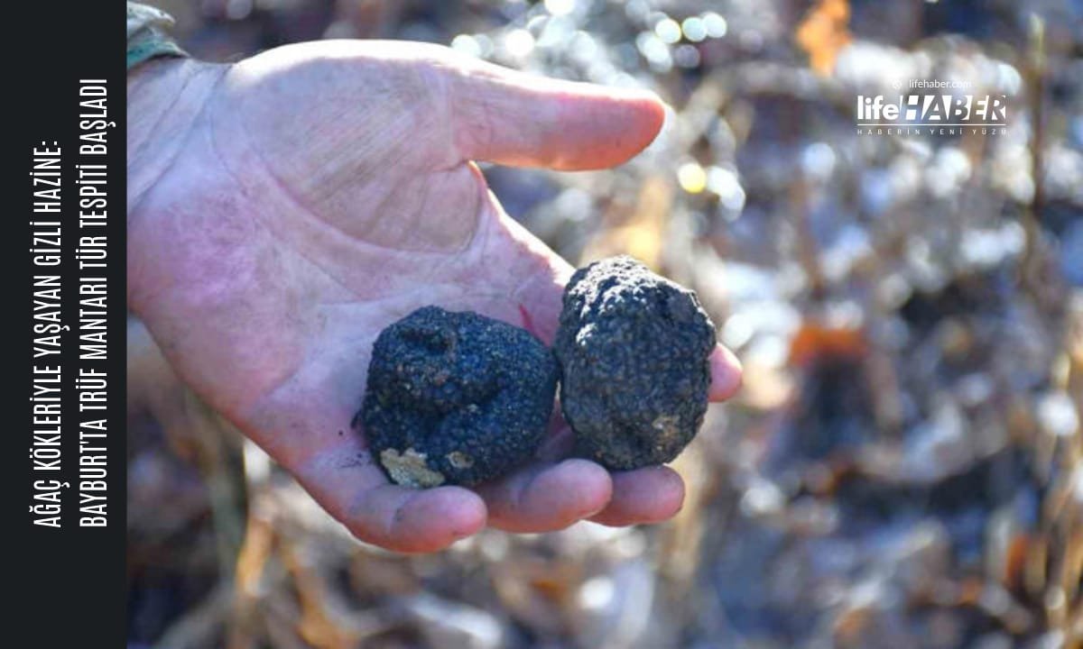 Bayburt Ormanlarında Yüksek Ekonomik Değerli Trüf Mantarı Bulundu