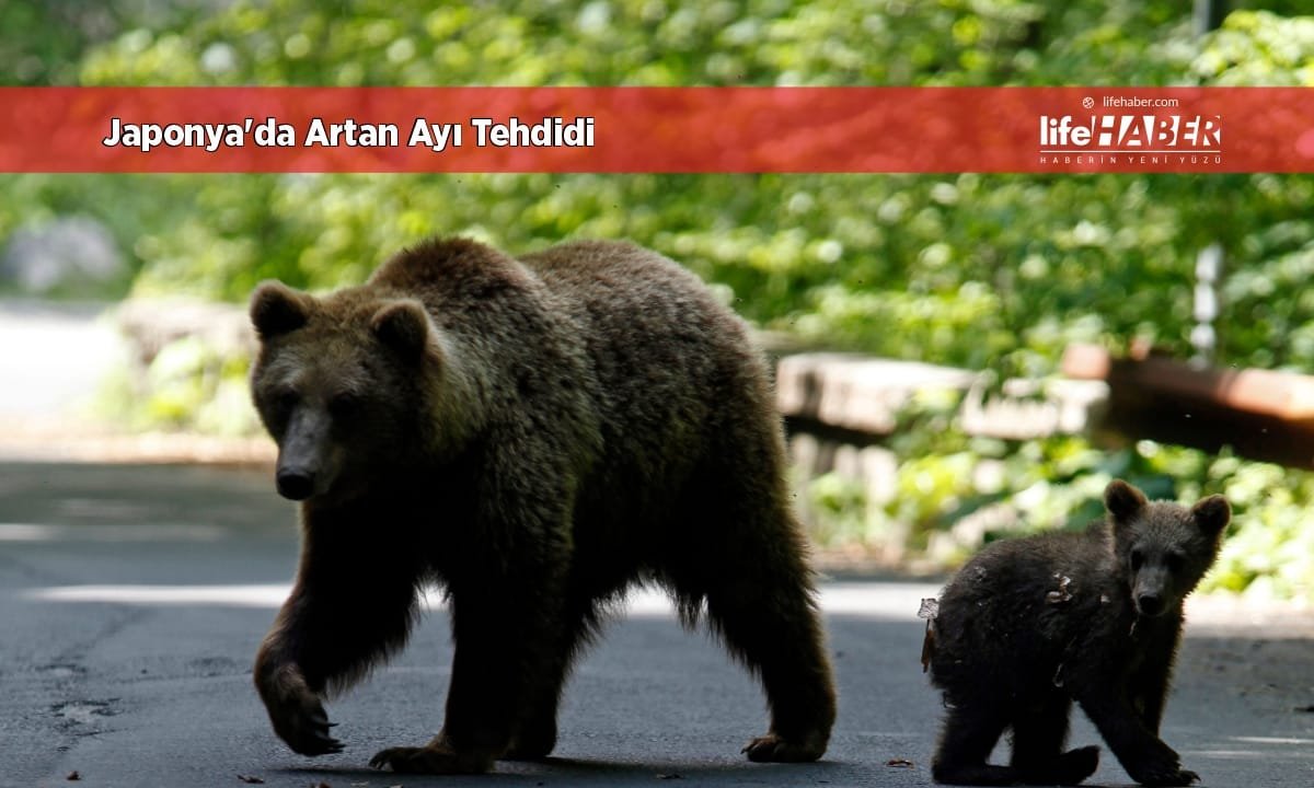 Japonya’da Korkutan Ayı Saldırıları Durulmuyor