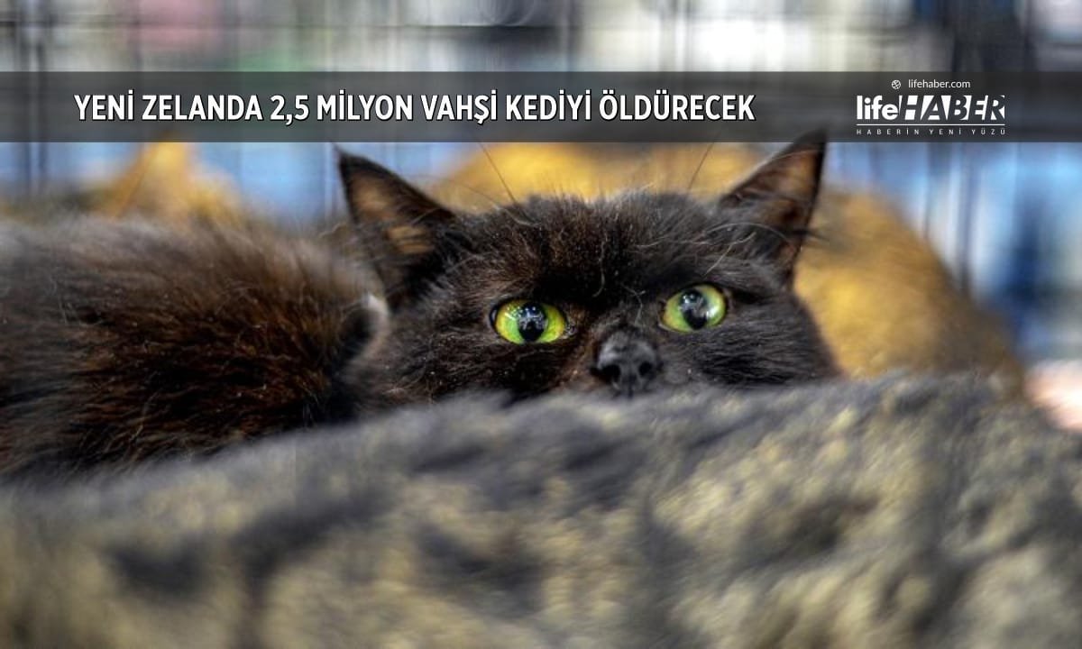 Yeni Zelanda’dan Tartışmalı Karar: 2,5 Milyon Vahşi Kedi İmha Edilecek