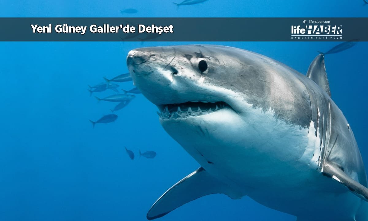 Avustralya’da Köpek Balığı Saldırısı