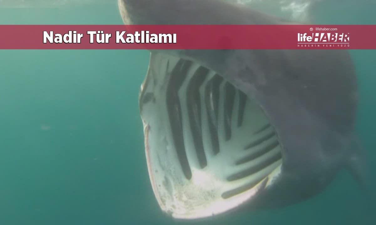 Skandal Görüntü: Dünyanın En Nadir Köpek Balığı Türü Karaya Vurdu, Üç Dakikada Fileto Edildi