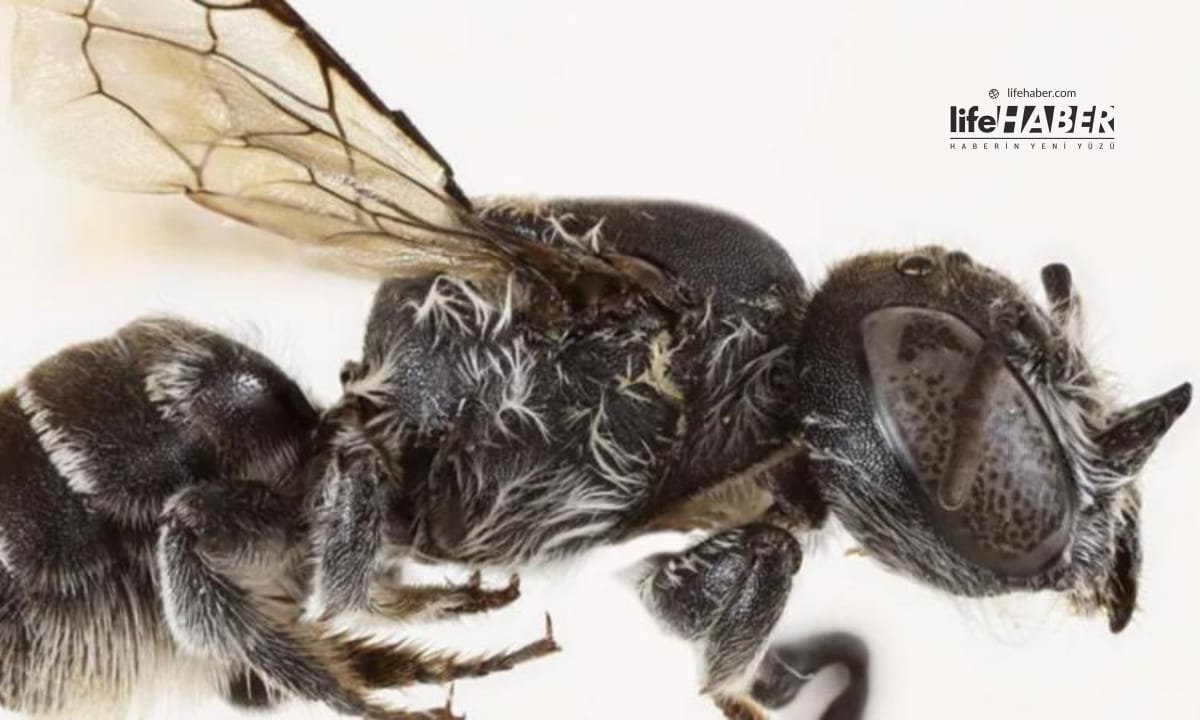 Şeytan Boynuzu Olan Yeni Arı Türü Keşfedildi: Lucifer!