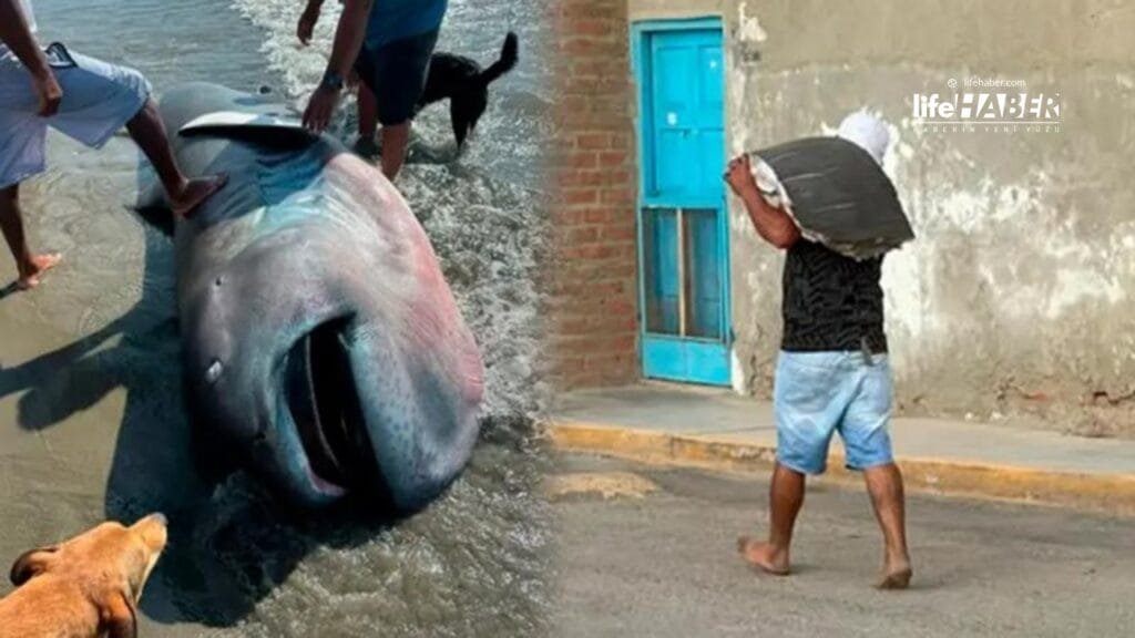 Skandal Görüntü: Dünyanın En Nadir Köpek Balığı Türü Karaya Vurdu, Üç Dakikada Fileto Edildi 1 peru Life Haber Ajansı