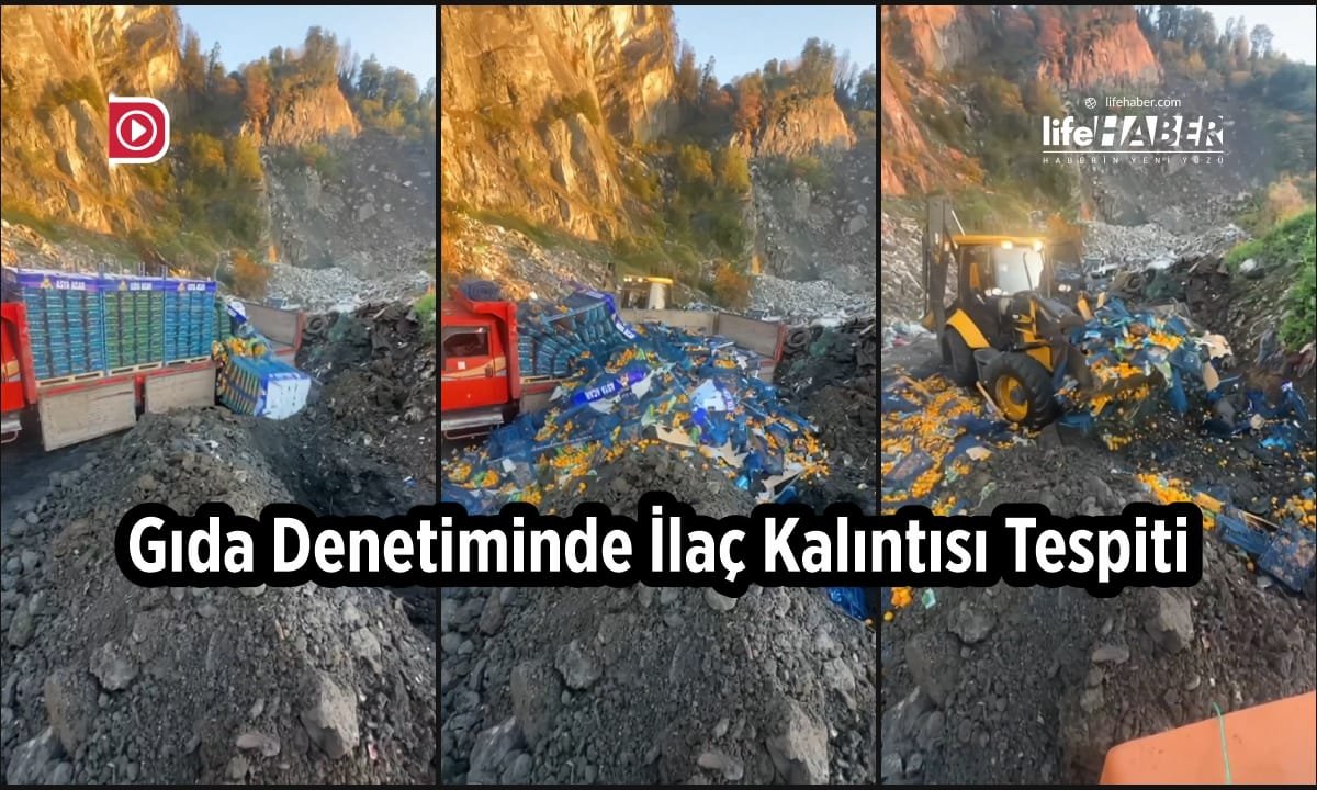 Sarp’ta İlaçlı Mandalina Operasyonu: 6 Ton İmha Edildi