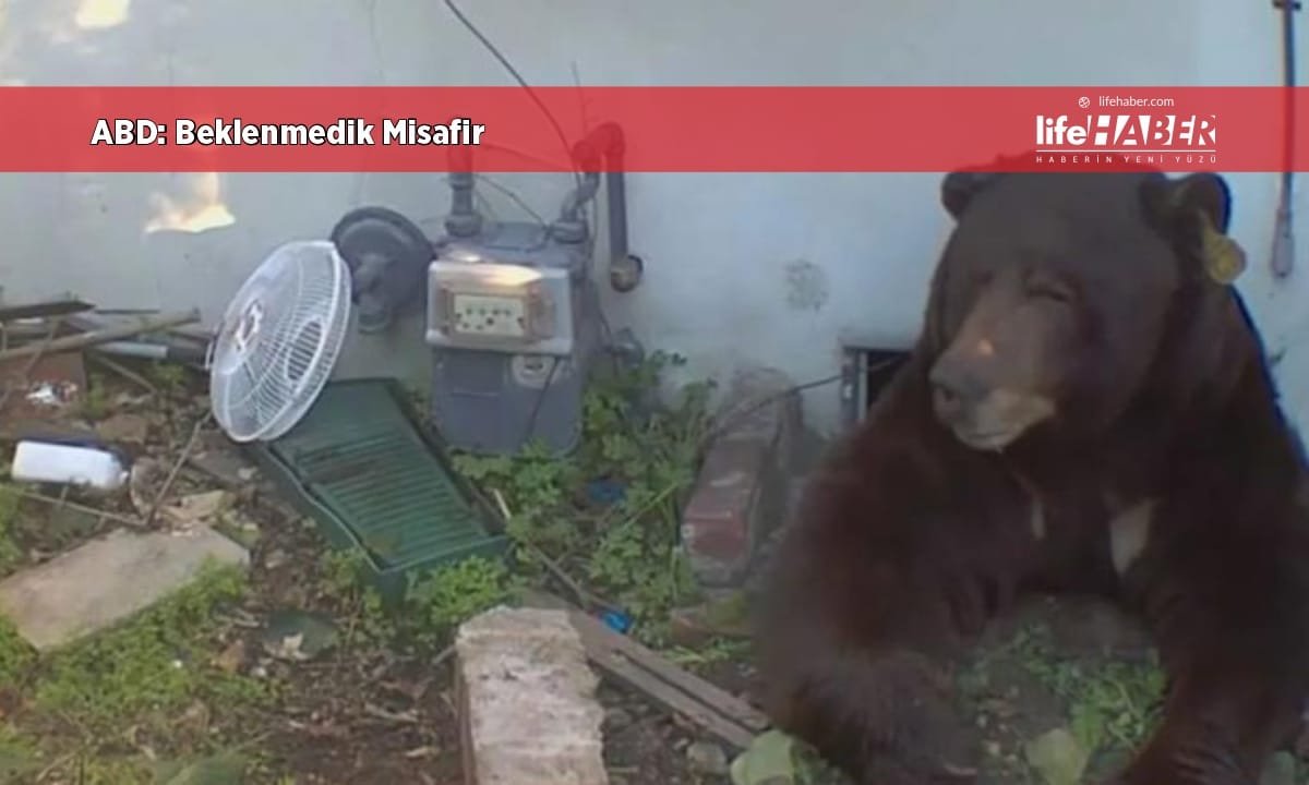 🐻 ABD: Beklenmedik Misafir