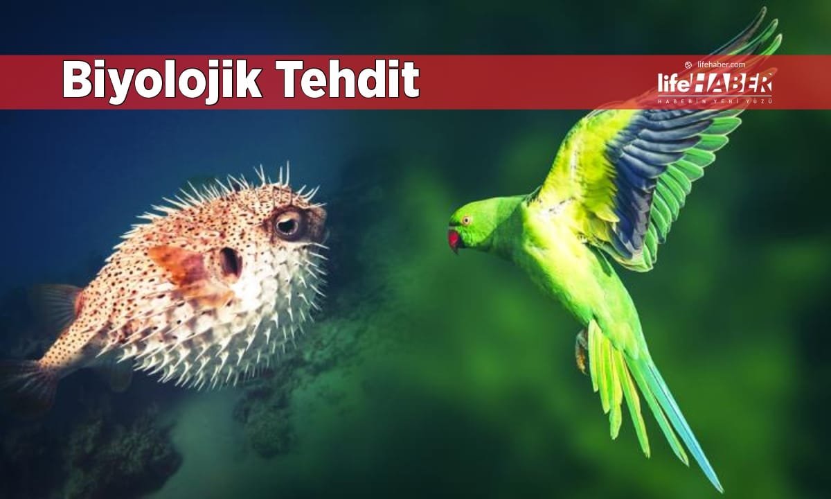 %97 Gen Kaybı Teorisi: Türkiye’de 177 İstilacı Tür Görüldü