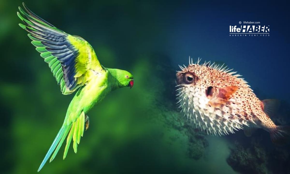 istila 1 Life Haber Ajansı