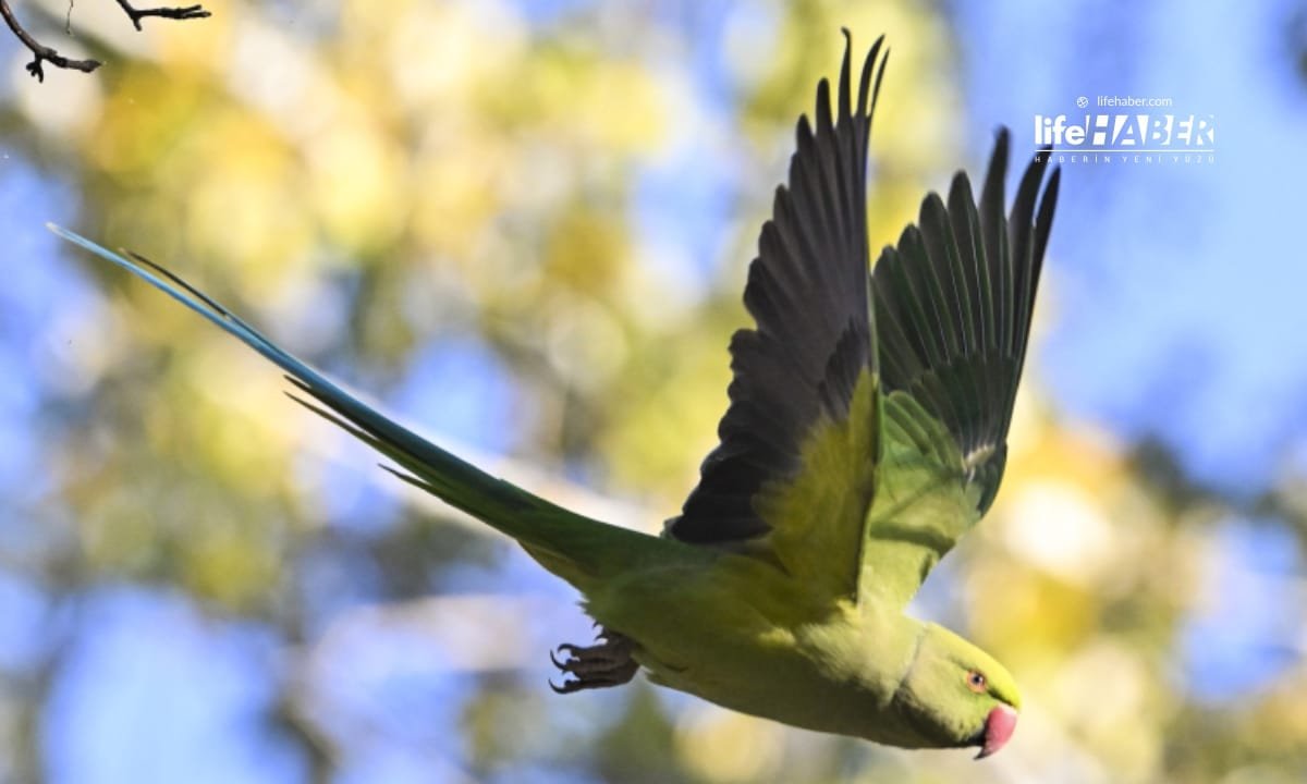 istila 2 Life Haber Ajansı