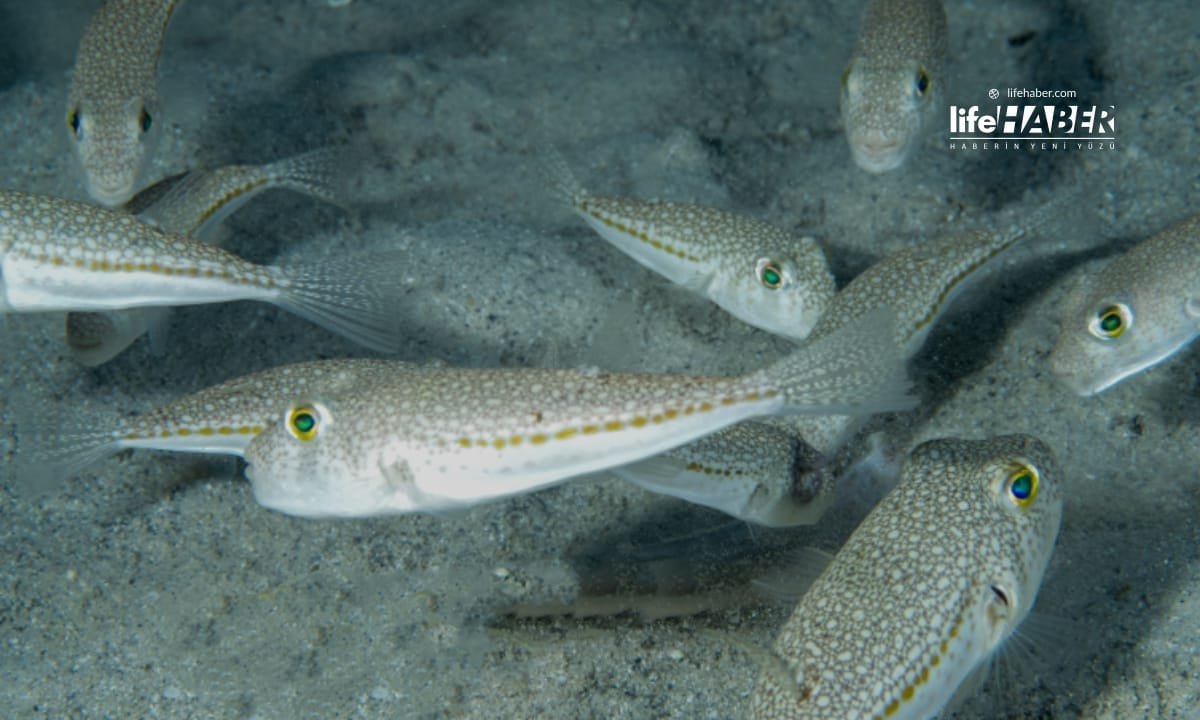 istila 4 Life Haber Ajansı