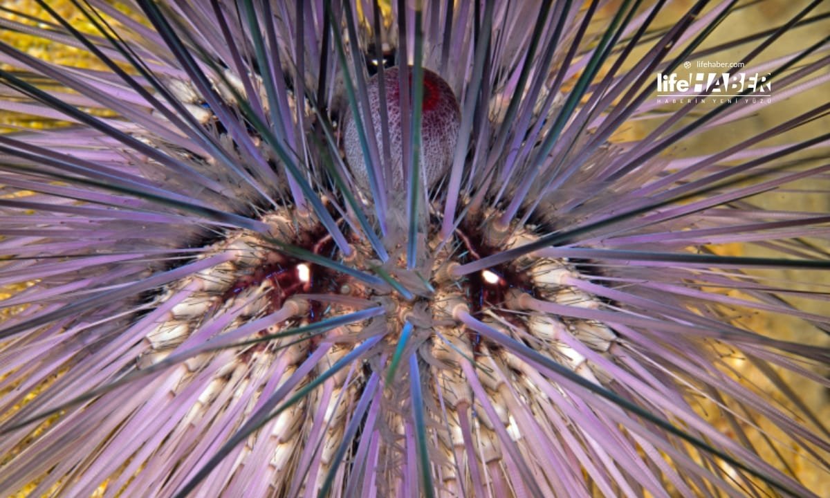 istila 5 Life Haber Ajansı