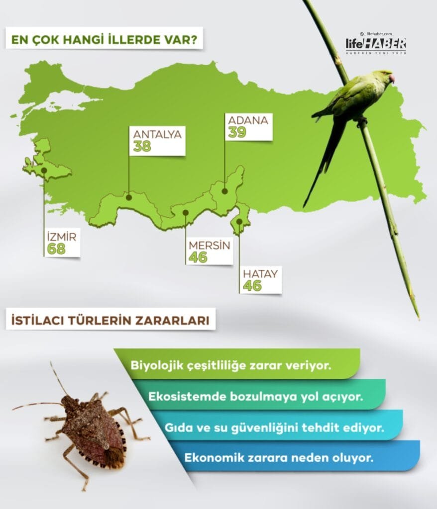 istila b1 Life Haber Ajansı