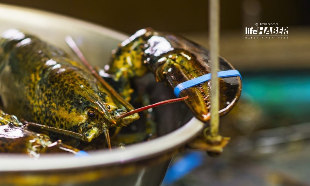 🦞 Birleşik Krallık’ta Yeni Dönem: Istakoz ve Yengeçlerin Canlı Haşlanması Yasaklanıyor