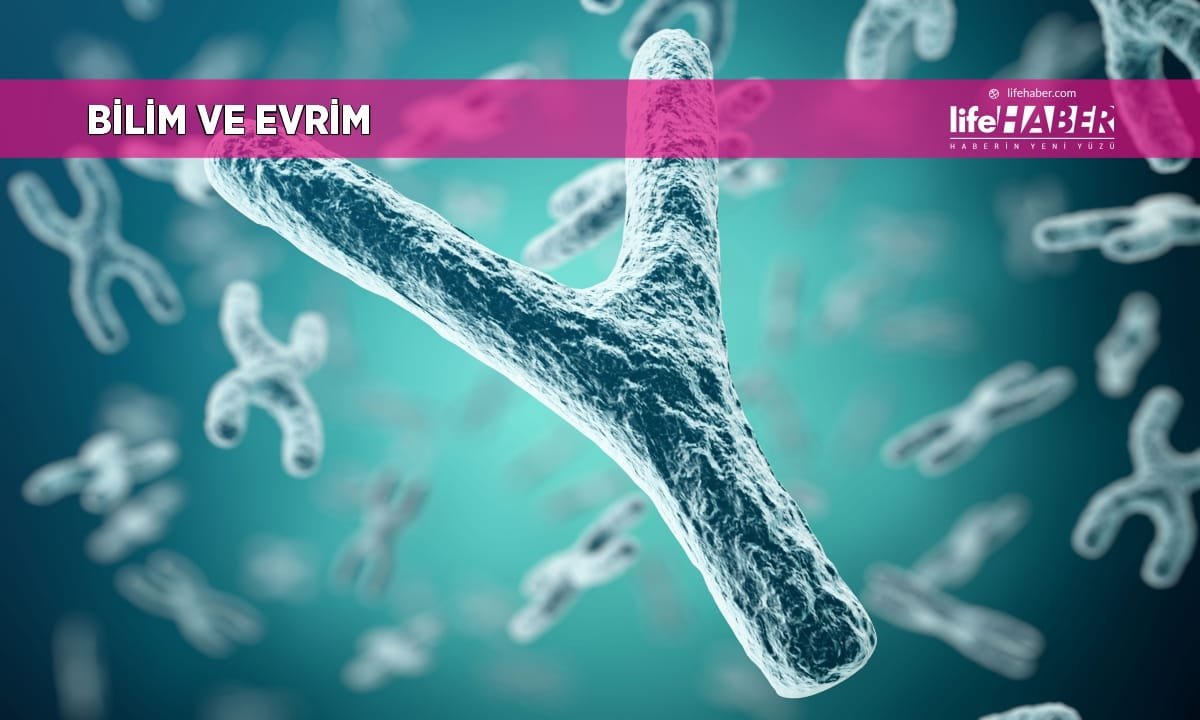 Y Kromozomu Yok Olma Tehlikesiyle Karşı Karşıya mı?