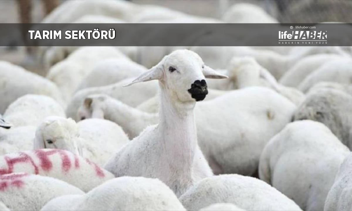 TİGEM Karacabey İşletmesi’nden 1200 Baş Küçükbaş Hayvan Satışı İçin İhale