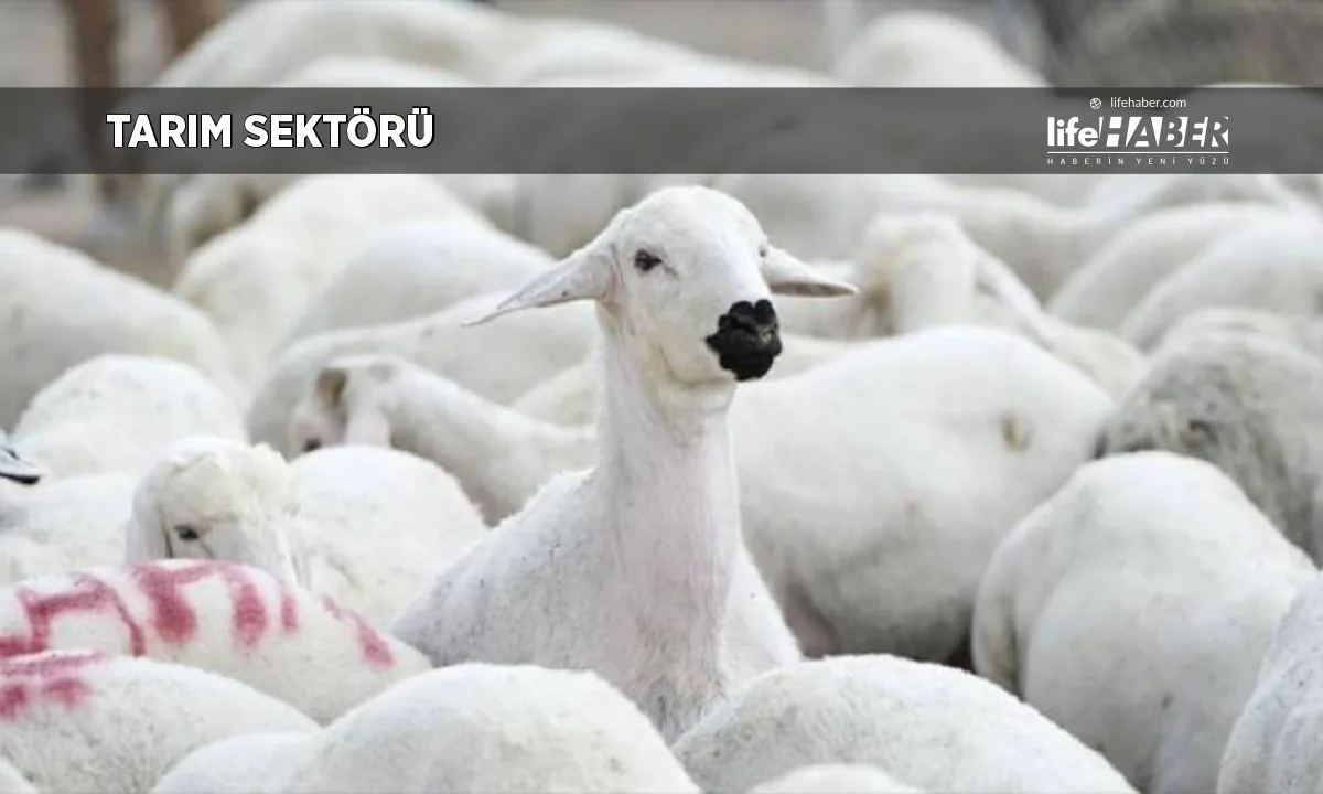 TİGEM Karacabey İşletmesi’nden 1200 Baş Küçükbaş Hayvan Satışı İçin İhale