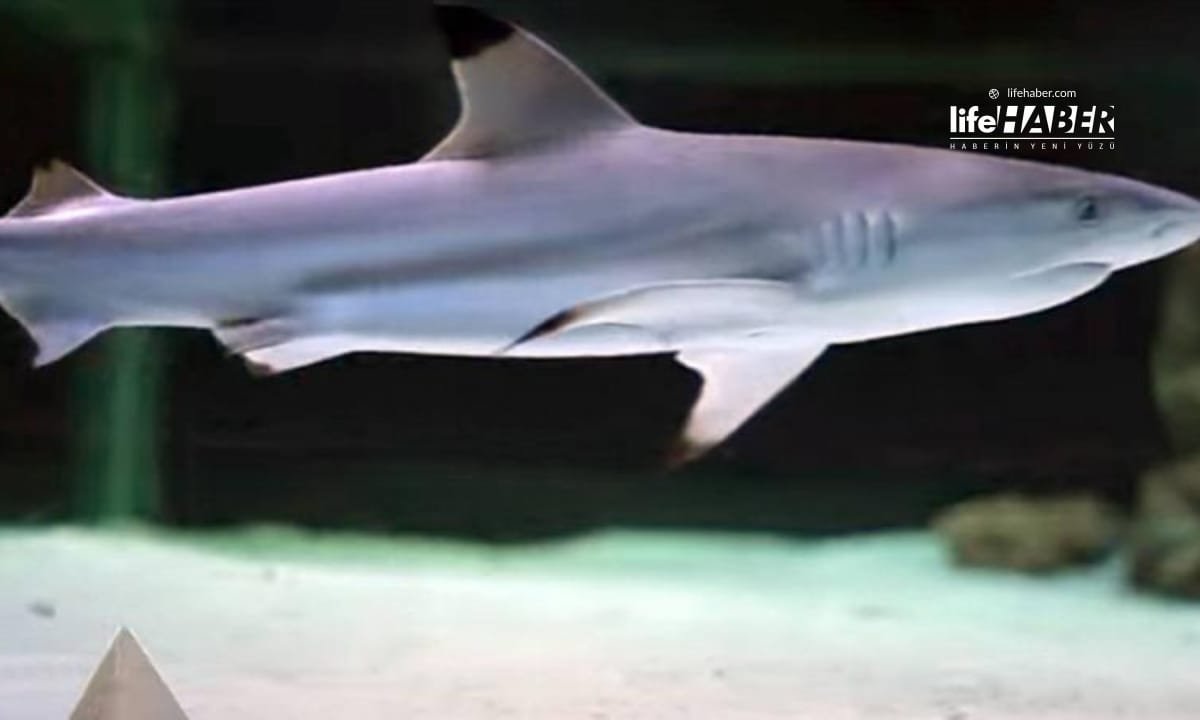 Brezilya’da Köpekbalığı Saldırısı Can Aldı