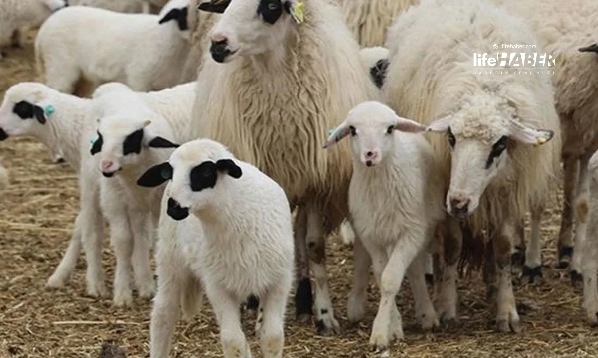 Hayvancılıkta 150 Bin Küçükbaş Desteği