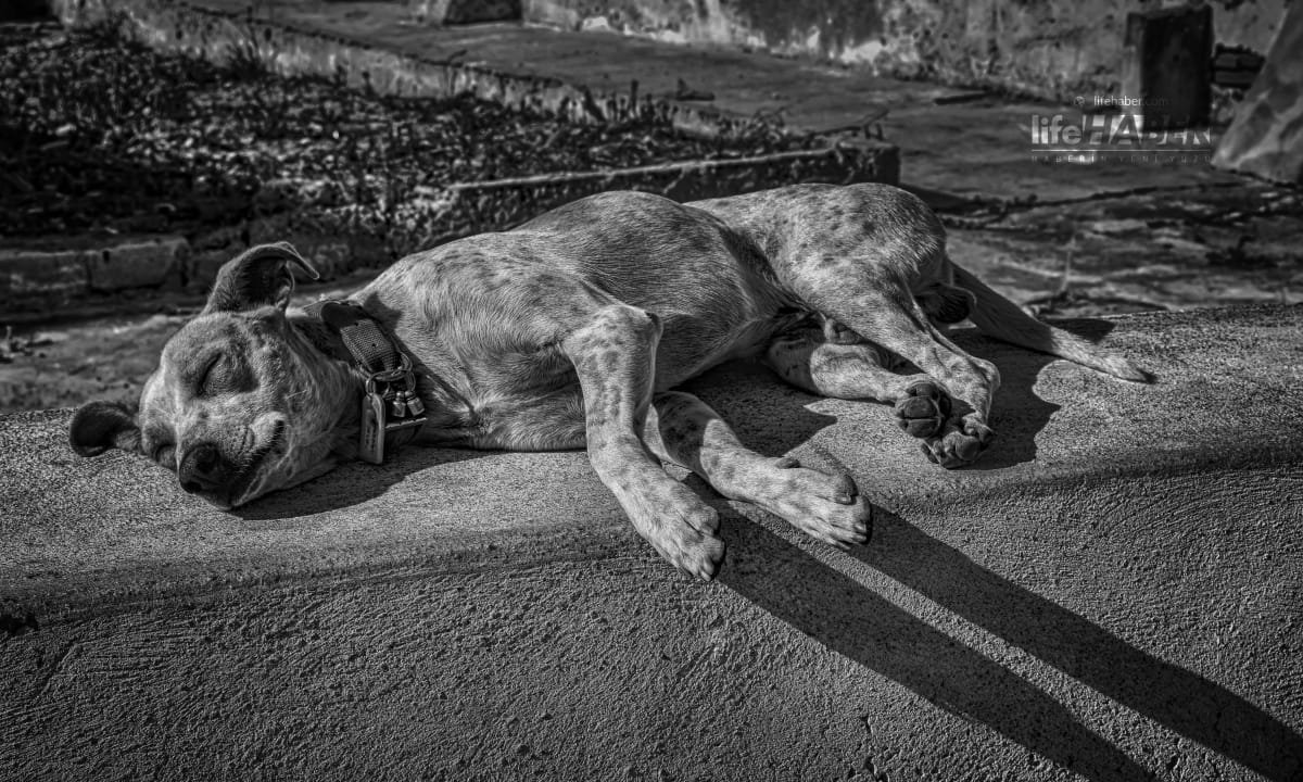 İstanbul’da Kuduz Riski Teması Arttı