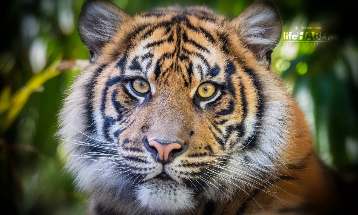 Tayland’da Kaplan Ölümleri ve Park Soruşturması