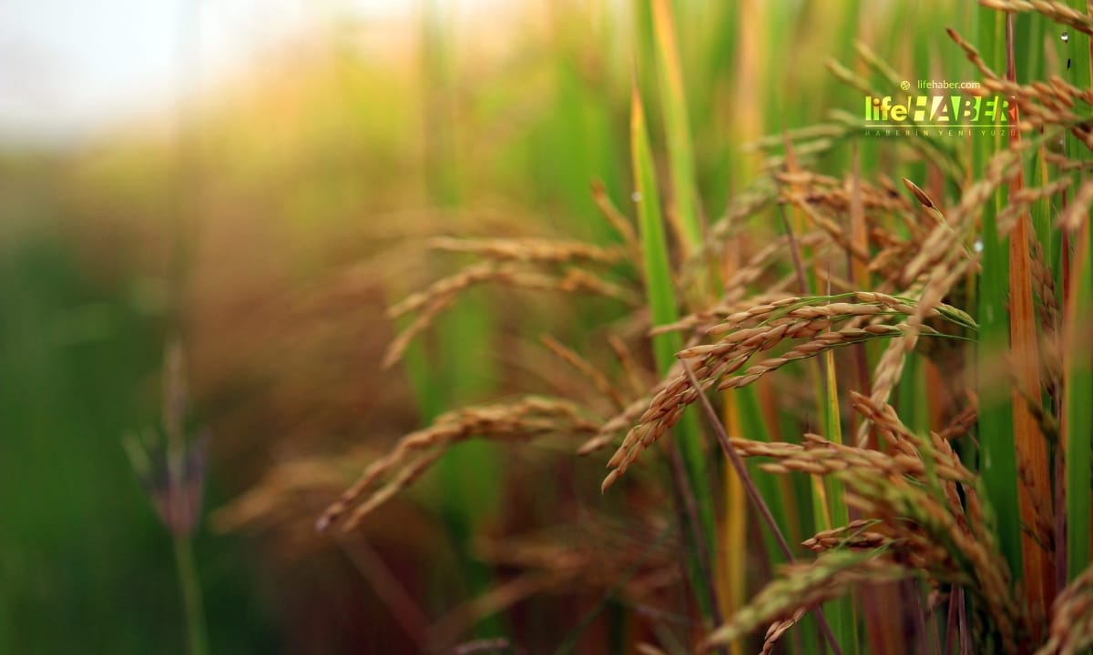 Çeltikte Herbisit Dayanıklılığı Toplantısı