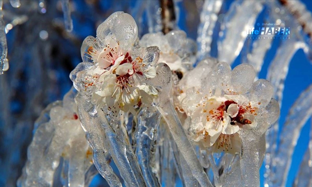 Zirai Don Uyarısı: 44 İle Sarı Kod