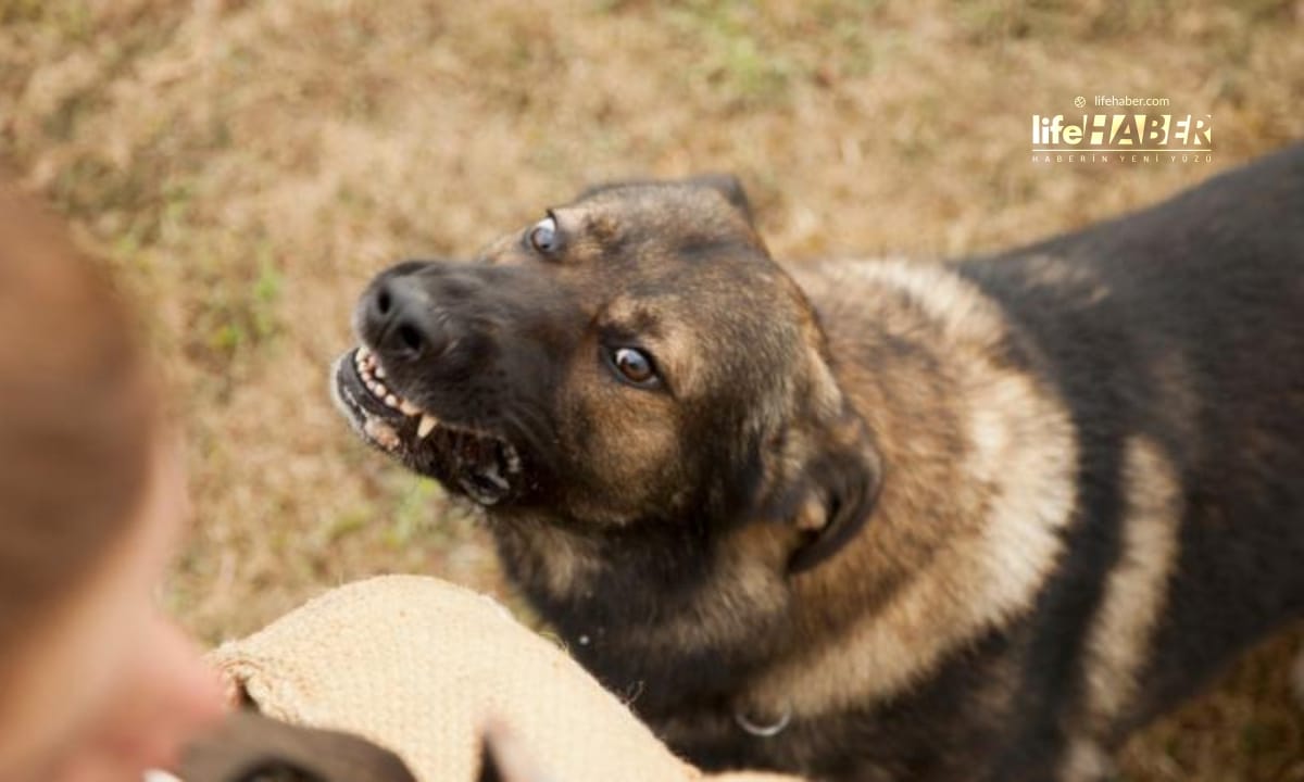 Sokak Hayvanlarının Yüzde 75’i Toplandı