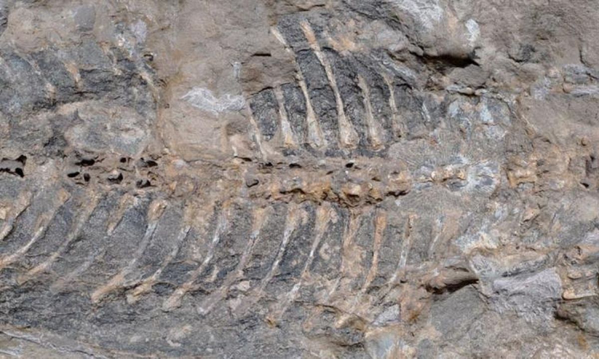 Bahçe Duvarından 240 Milyon Yıllık Hazine Çıktı: Dinozorlardan Bile Eski!
